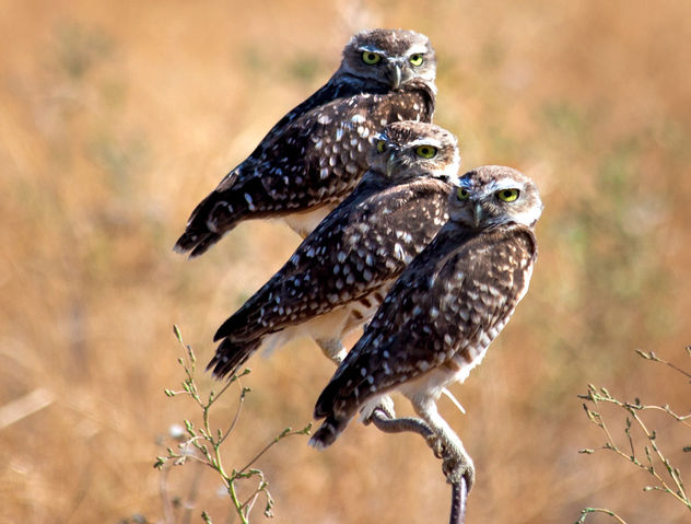 trio of owls - image gratuit #306501 