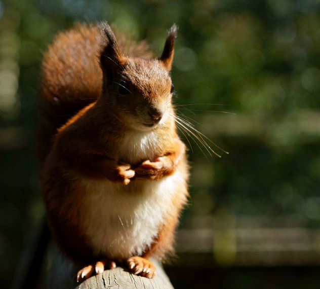 Squirrel With no Name (2) - image gratuit #306521 