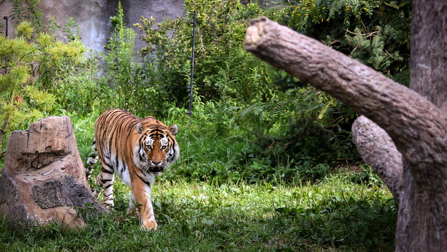 Prowling Tiger - image gratuit #306621 