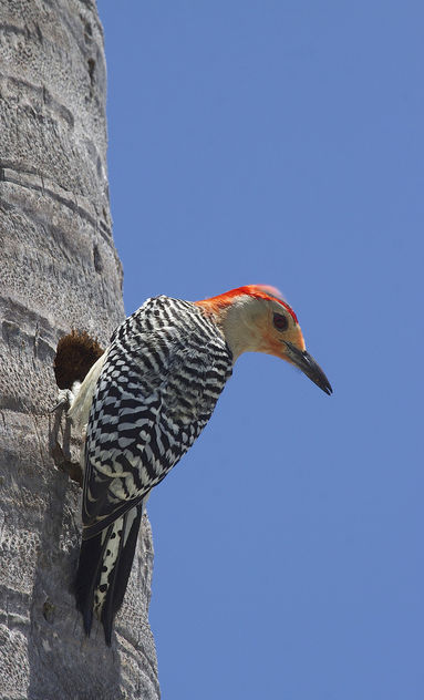 Red-bellied Woodpecker (Melanerpes carolinus) - бесплатный image #306641