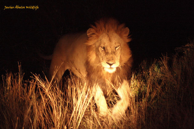 Male Lion In Kruger National Park - Kostenloses image #306761