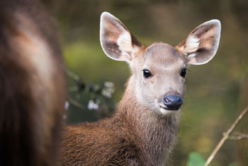 Rusa unicolor, sambar deer - Khao Yai National Park - Free image #306861