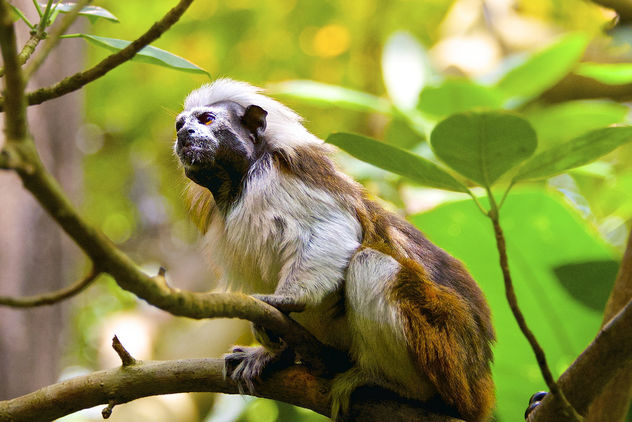 Under The Dome - The Cotton-Top Tamarin. - image gratuit #306891 