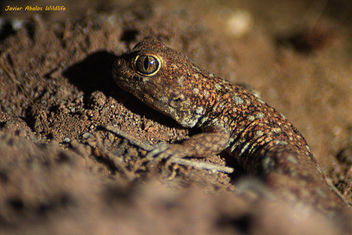 Barking gecko (Ptenopus garrulus) in Goegap Nature Reserve (Namakwaland, South Africa) - image #306901 gratis