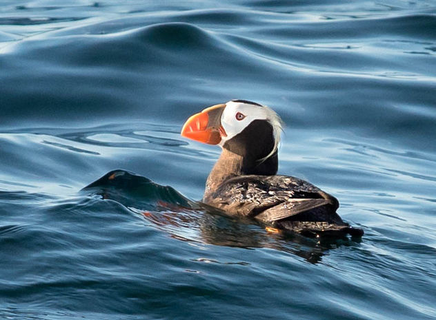 First Ever Puffin Sighting - Free image #306911