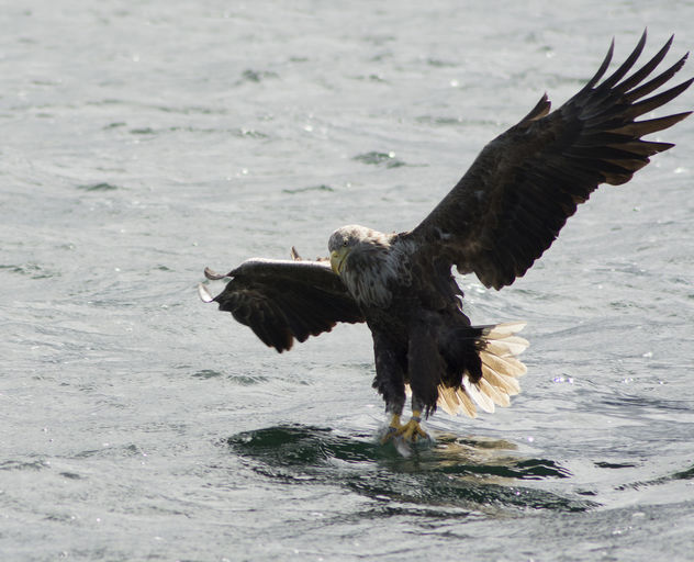 Sea Eagle taking a Fish - image gratuit #306921 