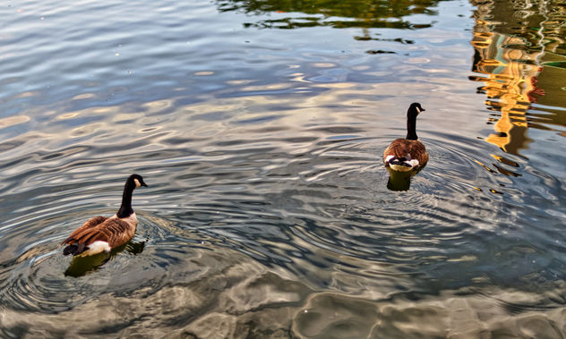 Lake Thoreau Ducks - Free image #306951