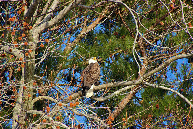 eagle in his perch - image #307091 gratis