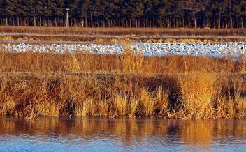 Snow geese - image #307101 gratis