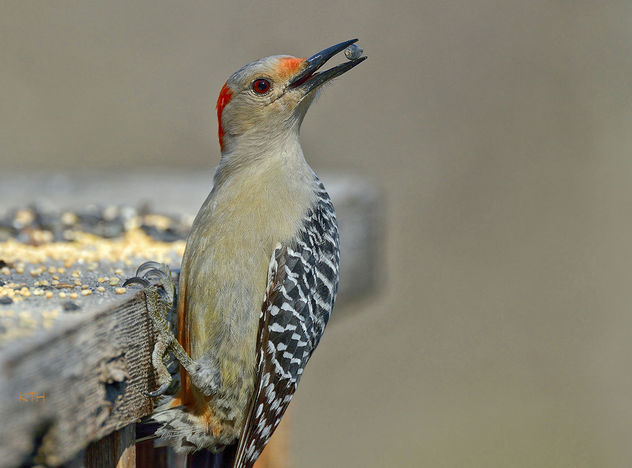 Red-bellied Woodpecker - image #307161 gratis