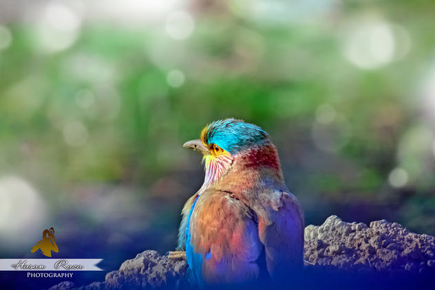 The Indian Roller - Kostenloses image #307171