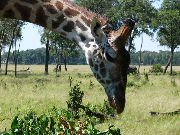 Giraffe -heads down ! - image gratuit #307181 