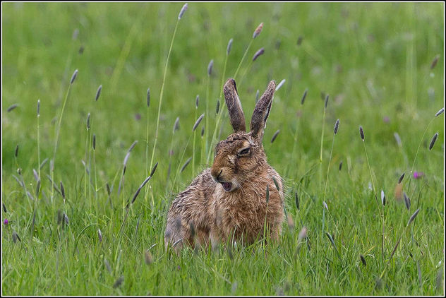 It's tiring being a hare... - Free image #307201
