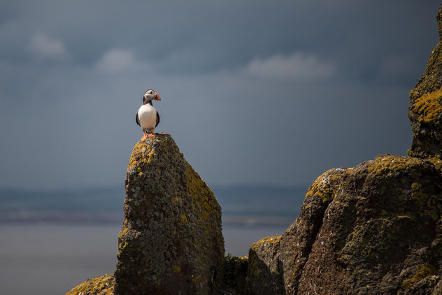 King of the Puffins - Free image #307291