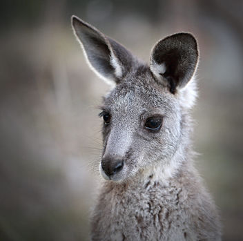 Portrait of an Eastern Grey Kangaroo joey - бесплатный image #307321