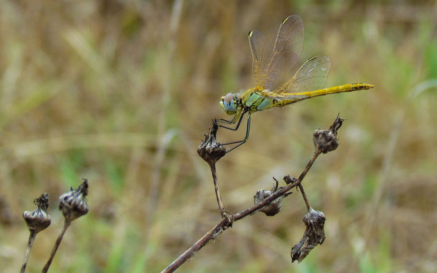 Dragonfly - Kostenloses image #307351