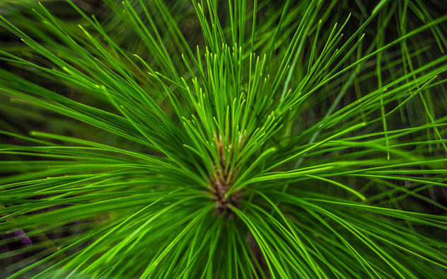 Needles of pine tree. - Free image #307381