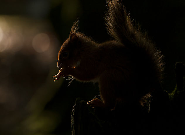 Red Squirrel Backlit - Free image #307421