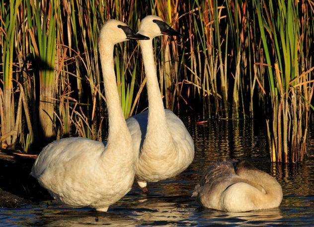 Trumpeter Swans on Seedskadee National Wildlife Refuge - бесплатный image #307461