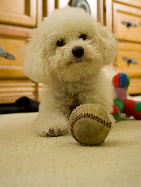 I love my ball... - Free image #307841