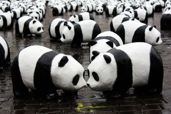 Panda kiss - бесплатный image #308371