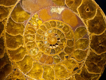 Ammonite - image #310061 gratis