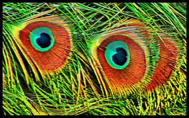 eye.pueo - Free image #310881