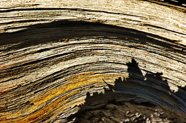 wood grain and shadow - Kostenloses image #311131