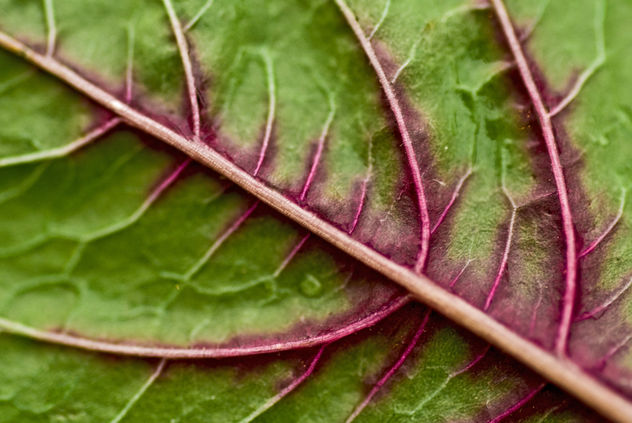 Red Spinach - image gratuit #312551 