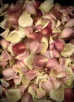 Rose Petals - Free image #313511