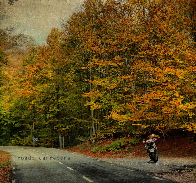 Moto. Road. Forest. Fall. (part II) (I wish I was in Vermont or in New Hampshire) - image #313561 gratis