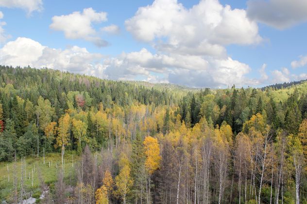 autumn forest bird eye view - Kostenloses image #317421