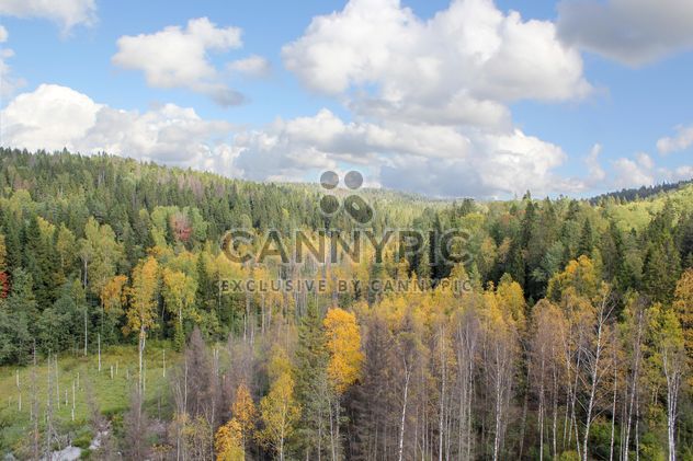 autumn forest bird eye view - бесплатный image #317421