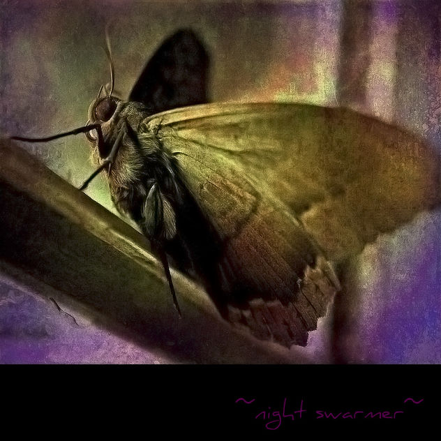 ~night swarmer~ - Free image #322331