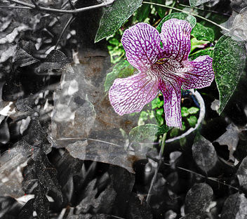 textured abstract flower - бесплатный image #323141