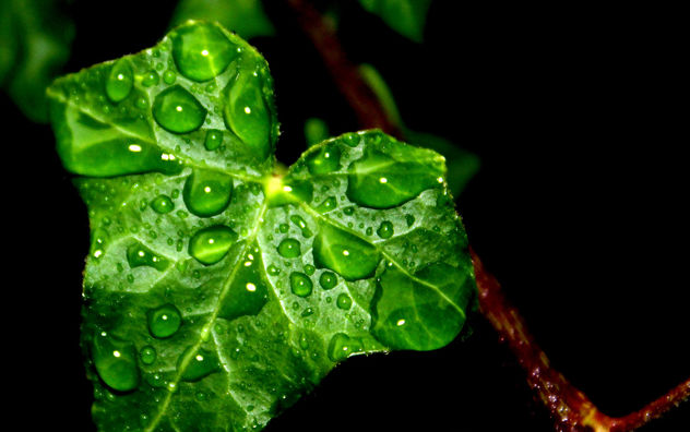 Ivy Leaf in the Rain #leshaines123 #dailyshoot - image #323921 gratis