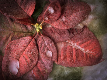 Euphorbia pulcherrima (Explore December 26, 2013) - Free image #323941