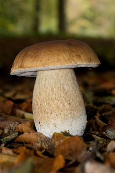 The thick mushroom - Free image #324401