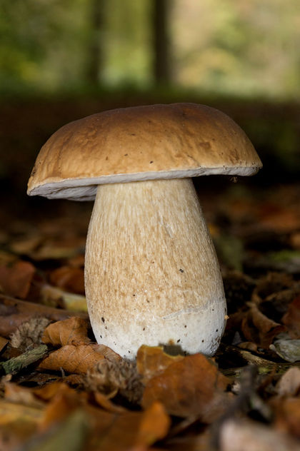 The thick mushroom - бесплатный image #324401