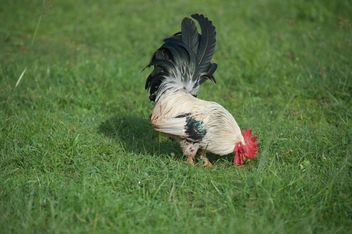 Rooster on grass - image #328071 gratis