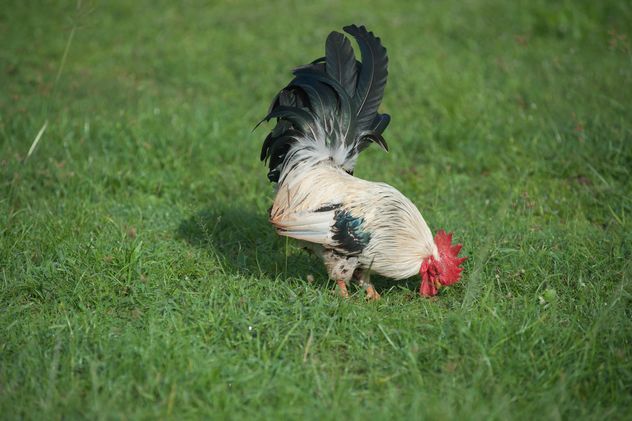 Rooster on grass - Kostenloses image #328071