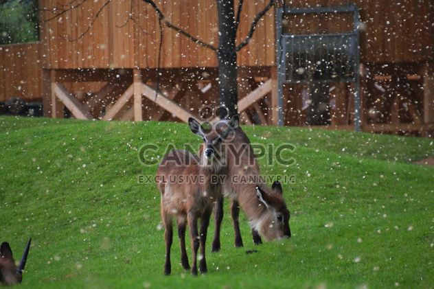 deer grazing on the grass - image #328091 gratis