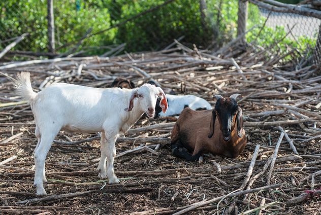 goats on a farm - image #328121 gratis