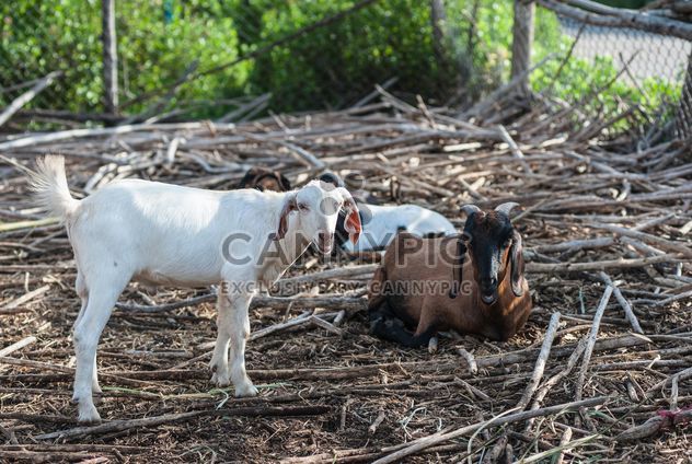 goats on a farm - image gratuit #328121 