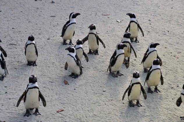 Group of penguins - Free image #328451