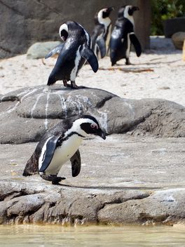 Group of penguins - бесплатный image #328471