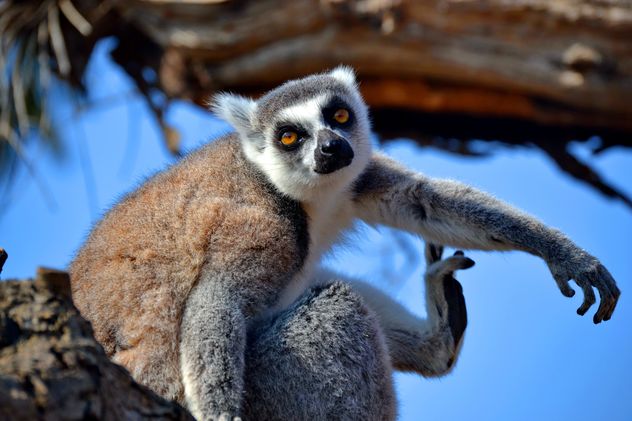 Lemur close up - Free image #328481