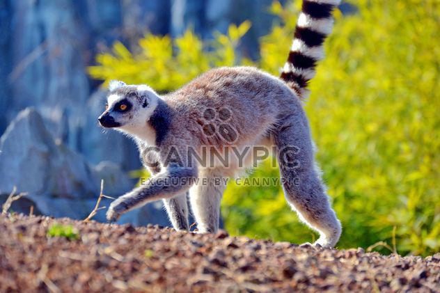 Lemur close up - Free image #328491