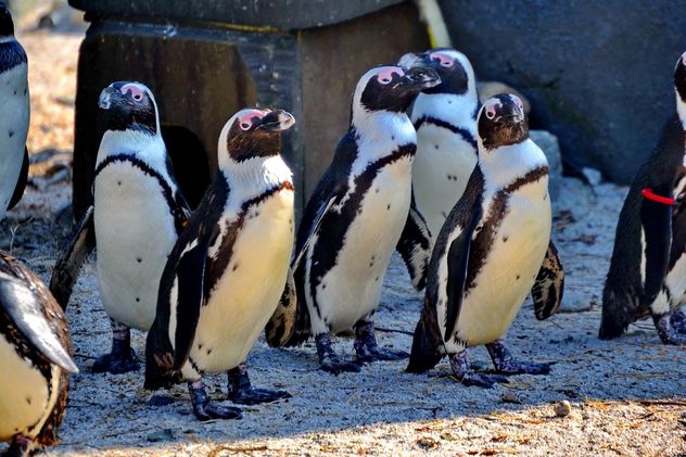 Group of penguins - бесплатный image #328501