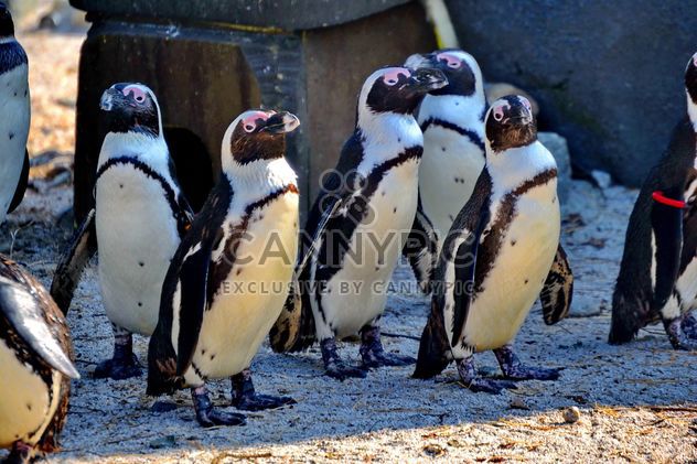 Group of penguins - Free image #328501